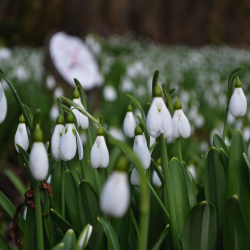 Hóvirágünnep várja a látogatókat az Alcsúti Arborétumban