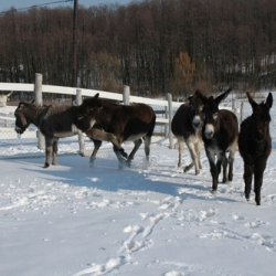 Karácsonyi készülődés a Katica Tanyán
