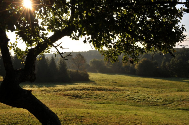 370 ezer őshonos fát ültettek el az Őrségi Nemzeti Parkban