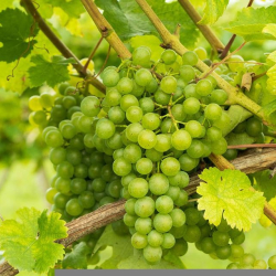 Murcifesztivál Ábrahámhegy 2022