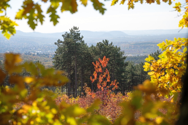 Karácsonyi ajándékot kaptak az erdőjárók a Pilisben