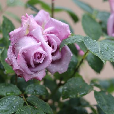 Borbála Vendégházak - Eurocluser