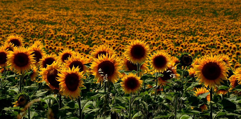 Széchenyi Turisztikai Kártya nulla százalékos kamattal