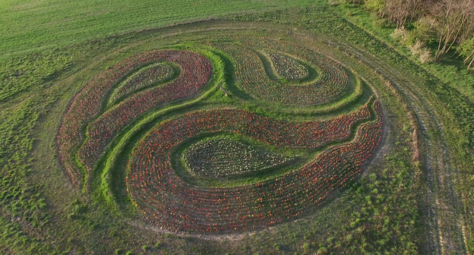 Tulipán mandalák nyílnak a Kincsek Völgyében, húsvéttól indul a virágszüret
