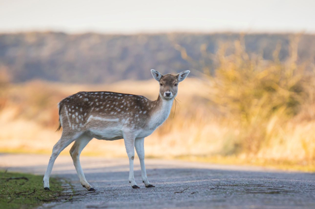 Jön a vadvándorlás, fokozott óvatossággal vezessünk az utakon!