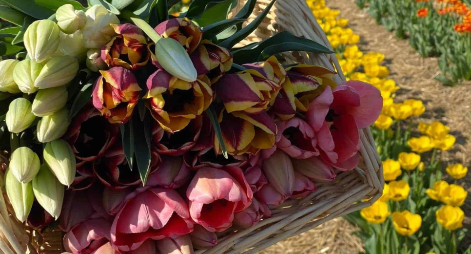 TOP 5 tulipánszürettel egybekötött kerékpártúra, amit kár lenne kihagyni