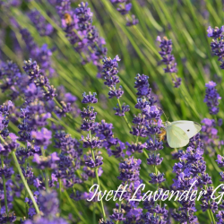 Levendulaszüret 2021