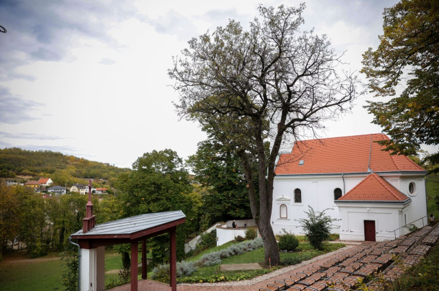 Szekszárdi berkenye lett 2023-ban az Év fája