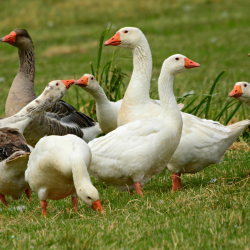 XIV. Szurdokpüspöki Libafesztivál