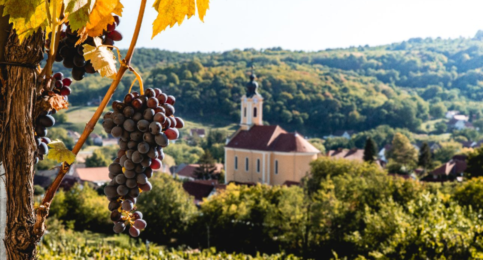 Barangolás a mecseknádasdi pincesorokon