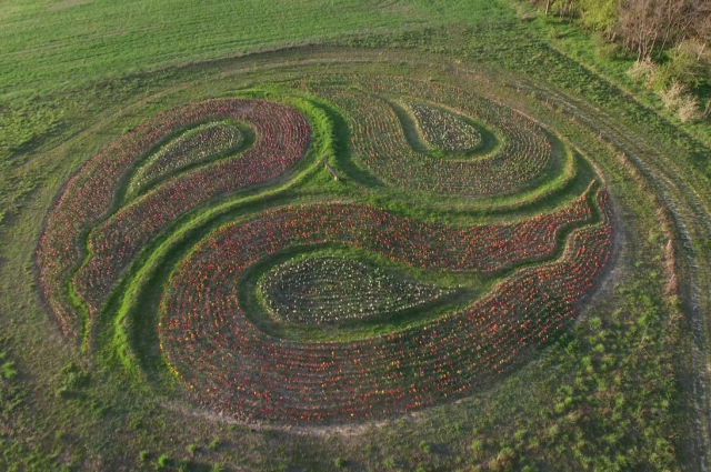 Tulipán mandalák nyílnak a Kincsek Völgyében, húsvéttól indul a virágszüret