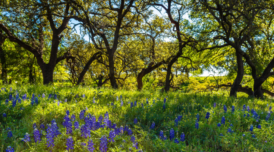 Hazai úticél ajánló: Őrség