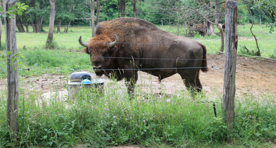 Magyarország vár: Lélekgyógyító erdők és méhesek a Vendvidéken