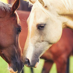42. KÖSELY KUPA, HAJDÚSZOBOSZLÓI LOVASFESZTIVÁL
