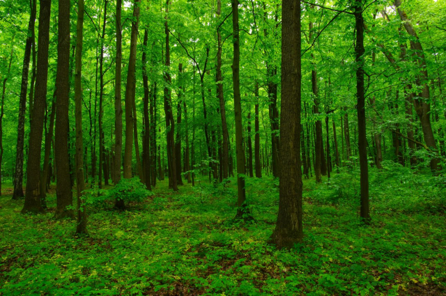 Száz program az idei Erdők hetén